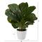 11" Fiddle Leaf Fig Plant in Decorative White Planter